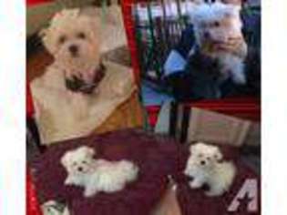 Maltese Puppy for sale in CYPRESS, CA, USA