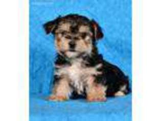 Mutt Puppy for sale in Irvona, PA, USA