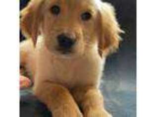 Golden Retriever Puppy for sale in Bay Port, MI, USA