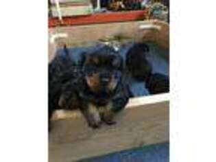 Rottweiler Puppy for sale in Nampa, ID, USA