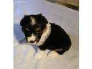 Pembroke Welsh Corgi Puppy for sale in Edgar Springs, MO, USA