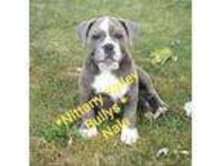 Mutt Puppy for sale in Howard, PA, USA