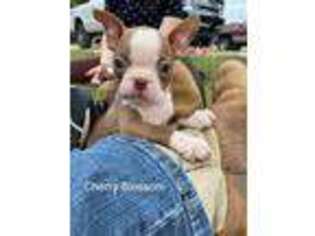 Boston Terrier Puppy for sale in Medina, TN, USA