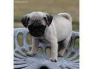 Pug Puppy for sale in Ripley, OH, USA