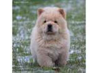 Chow Chow Puppy for sale in Boston, MA, USA