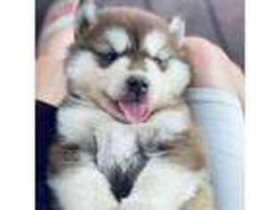 Alaskan Malamute Puppy for sale in Sparta, TN, USA