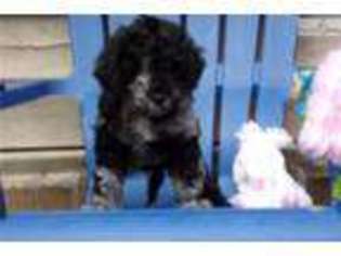 Labradoodle Puppy for sale in Charleston, SC, USA