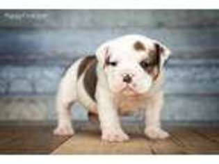 Bulldog Puppy for sale in North Adams, MI, USA