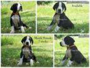 Great Dane Puppy for sale in Morgantown, WV, USA