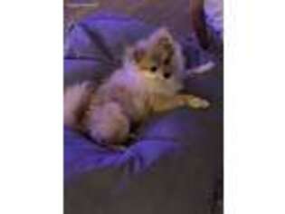 Pomeranian Puppy for sale in Cohasset, MA, USA