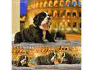 Bulldog Puppy for sale in Arlington, TX, USA
