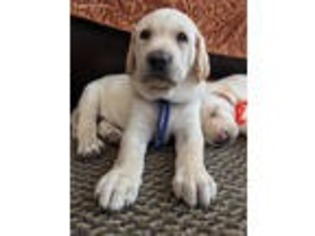 Labrador Retriever Puppy for sale in Granada Hills, CA, USA