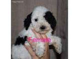 Labradoodle Puppy for sale in Blanchard, OK, USA