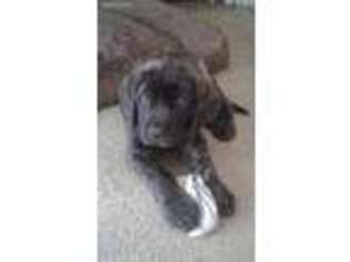 Mastiff Puppy for sale in Mabank, TX, USA