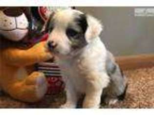 Australian Shepherd Puppy for sale in Sioux Falls, SD, USA