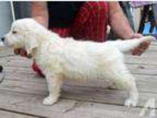 Golden Retriever Puppy for sale in KENOSHA, WI, USA