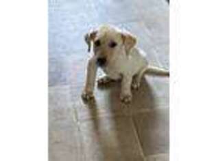 Labrador Retriever Puppy for sale in Dade City, FL, USA