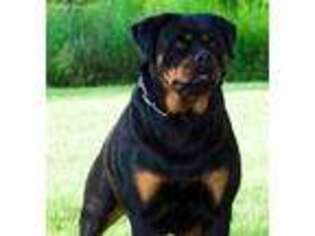 Rottweiler Puppy for sale in Fulton, NY, USA