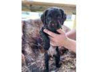 Boykin Spaniel Puppy for sale in Starkville, MS, USA