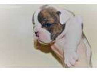 Bulldog Puppy for sale in Brodnax, VA, USA