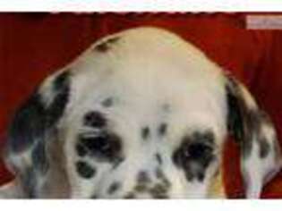 Dalmatian Puppy for sale in State College, PA, USA