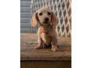Dachshund Puppy for sale in Yorktown, VA, USA