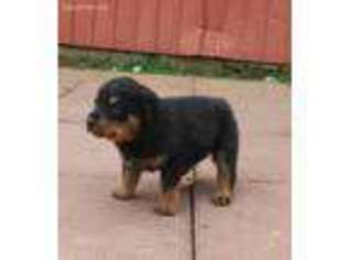 Rottweiler Puppy for sale in Spring Run, PA, USA