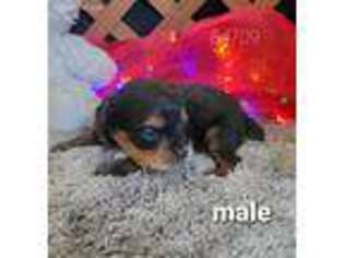 Mutt Puppy for sale in Mount Pleasant, IA, USA