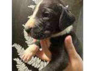 Great Dane Puppy for sale in Rutherfordton, NC, USA