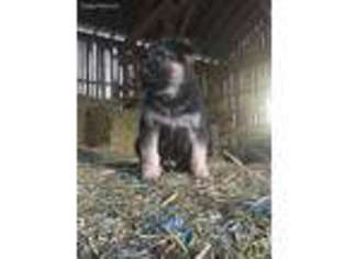 German Shepherd Dog Puppy for sale in Millheim, PA, USA