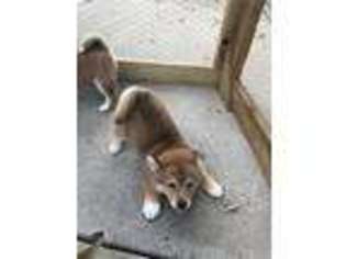 Shiba Inu Puppy for sale in Doon, IA, USA