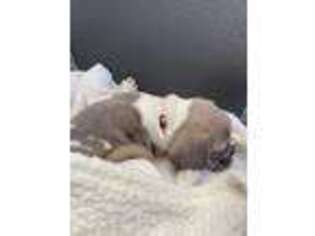 French Bulldog Puppy for sale in Rockford, MI, USA