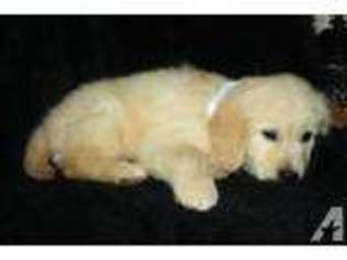 Goldendoodle Puppy for sale in WHEELERSBURG, OH, USA