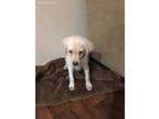 Labrador Retriever Puppy for sale in Irvine, CA, USA