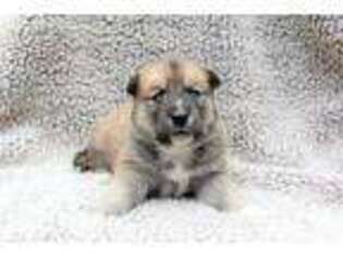 Mutt Puppy for sale in New Columbia, PA, USA