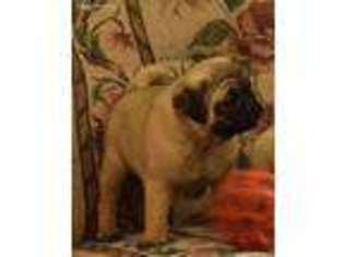 Pug Puppy for sale in Virgil, KS, USA