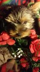 Yorkshire Terrier Puppy for sale in Sedona, AZ, USA