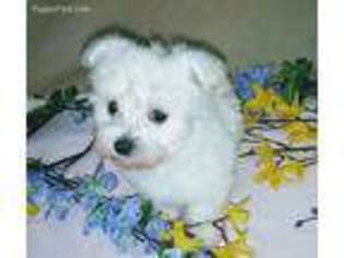 Maltese Puppy for sale in Niagara Falls, NY, USA