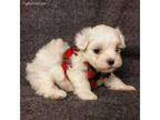 Maltese Puppy for sale in Lamar, MO, USA