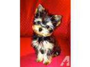 Yorkshire Terrier Puppy for sale in CLEARWATER, FL, USA
