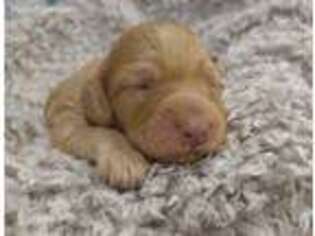 Mutt Puppy for sale in Milford, NE, USA