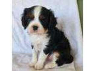 Cavalier King Charles Spaniel Puppy for sale in Longview, WA, USA