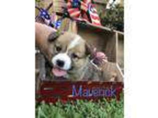 Pembroke Welsh Corgi Puppy for sale in Angleton, TX, USA