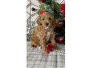 Goldendoodle Puppy for sale in Topeka, IN, USA