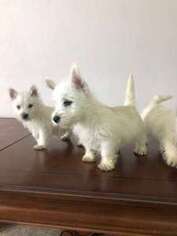 West Highland White Terrier Puppy for sale in South Houston, TX, USA