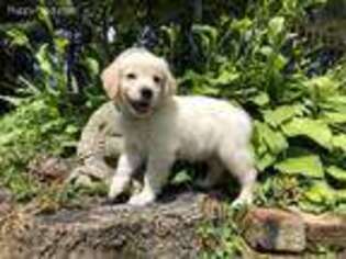 Golden Retriever Puppy for sale in Whitehall, PA, USA