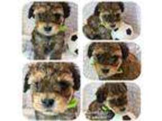 Havanese Puppy for sale in Niles, MI, USA
