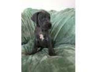 Great Dane Puppy for sale in Westerly, RI, USA