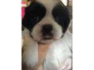 Mutt Puppy for sale in GLOVERSVILLE, NY, USA