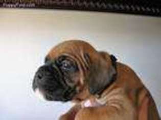 Boxer Puppy for sale in Blairsville, GA, USA